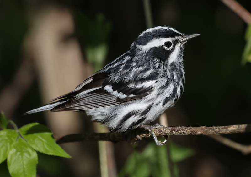 Black and White Warbler