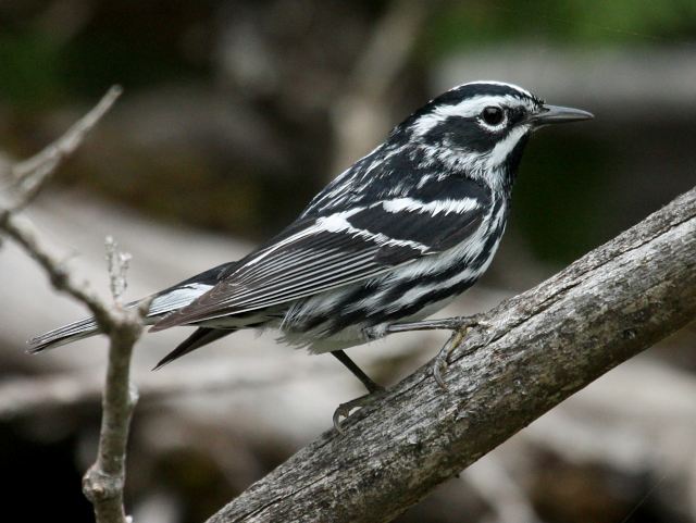 Black and White Warbler