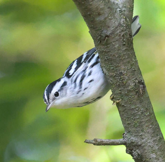 Black and White Warbler