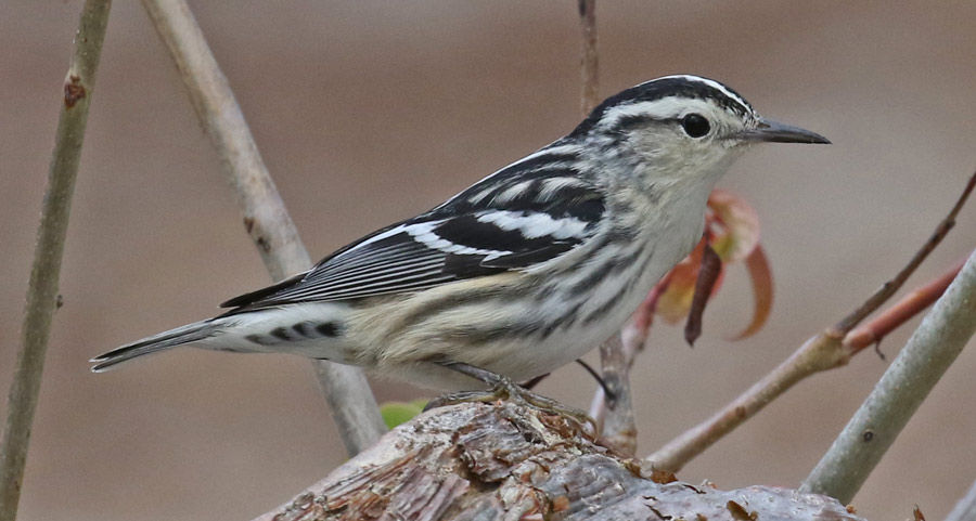 Black and White Warbler (female) photo #2