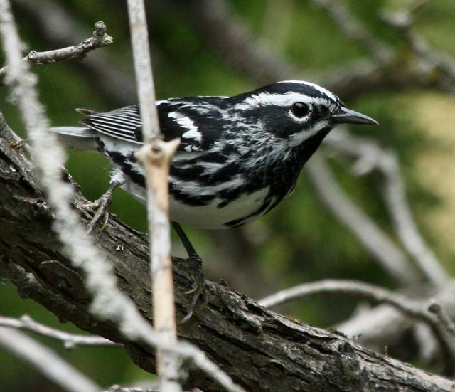 Black and White Warbler
