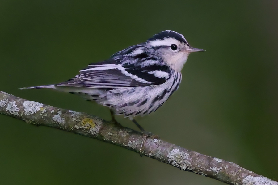 Black and White Warbler
