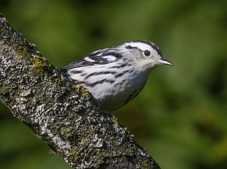Black and White Warbler
