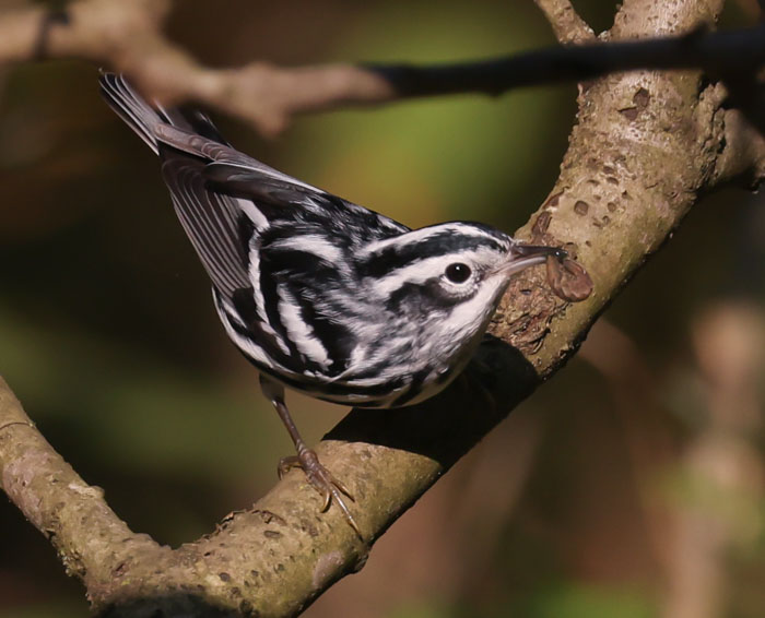 Black and White Warbler