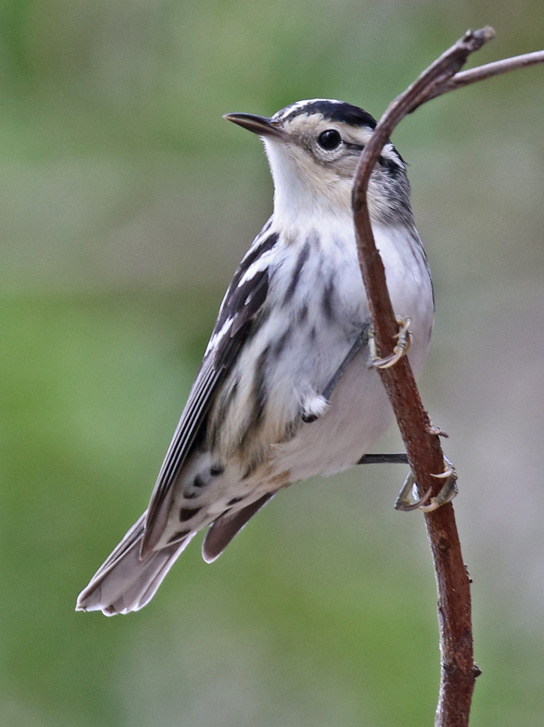 Black and White Warbler (female) photo #1