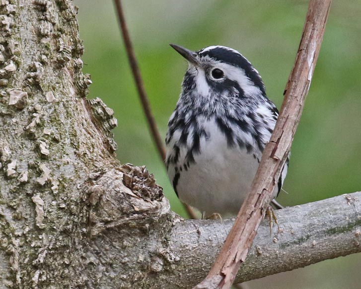 Black and White Warbler (spring adult female)