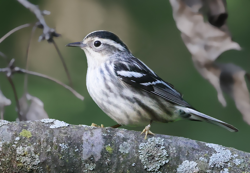 Black and White Warbler (female)