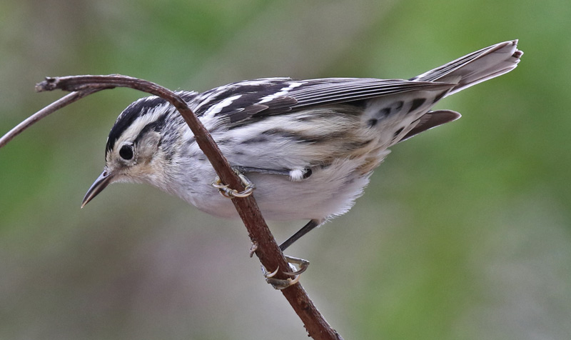 Black and White Warbler (female) photo #3