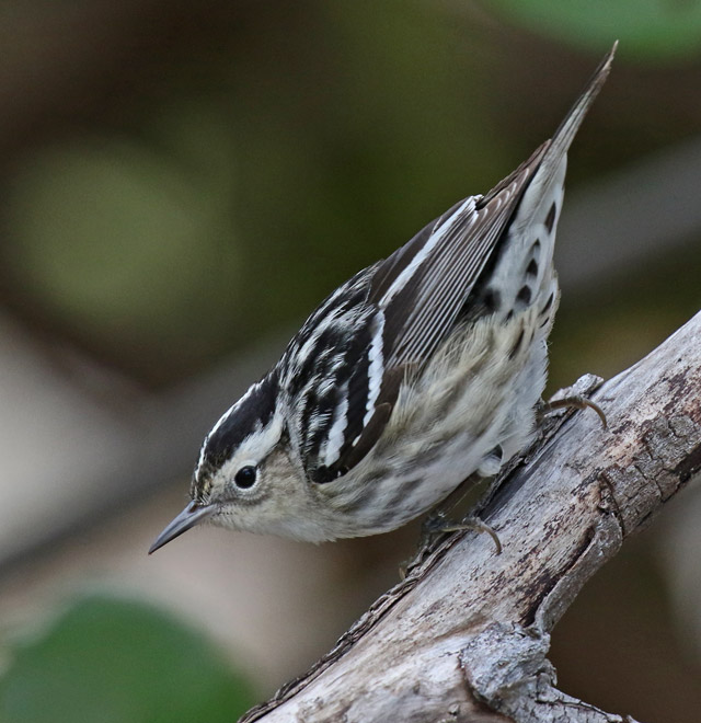 Black and White Warbler (female) photo #6