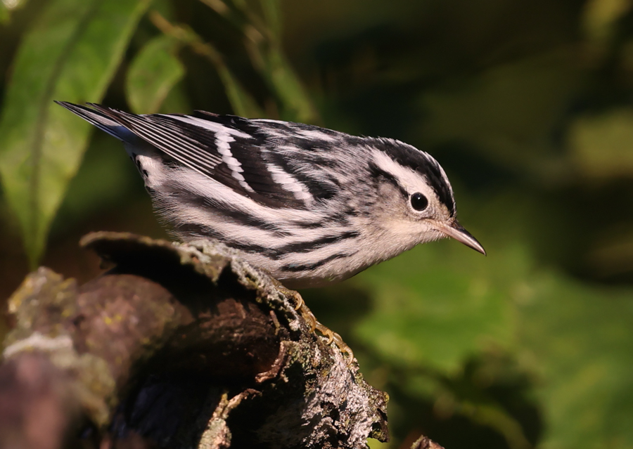 Black and White Warbler