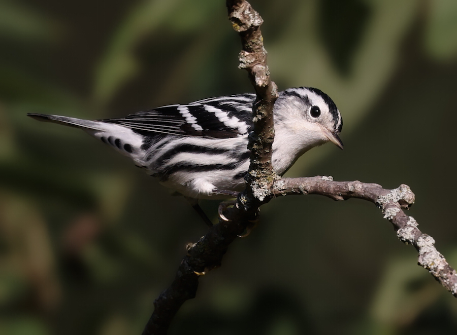 Black and White Warbler