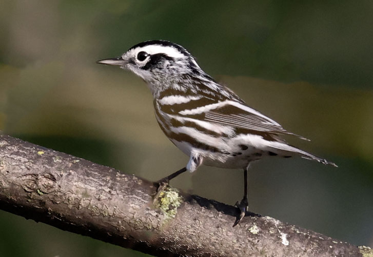 Black and White Warbler