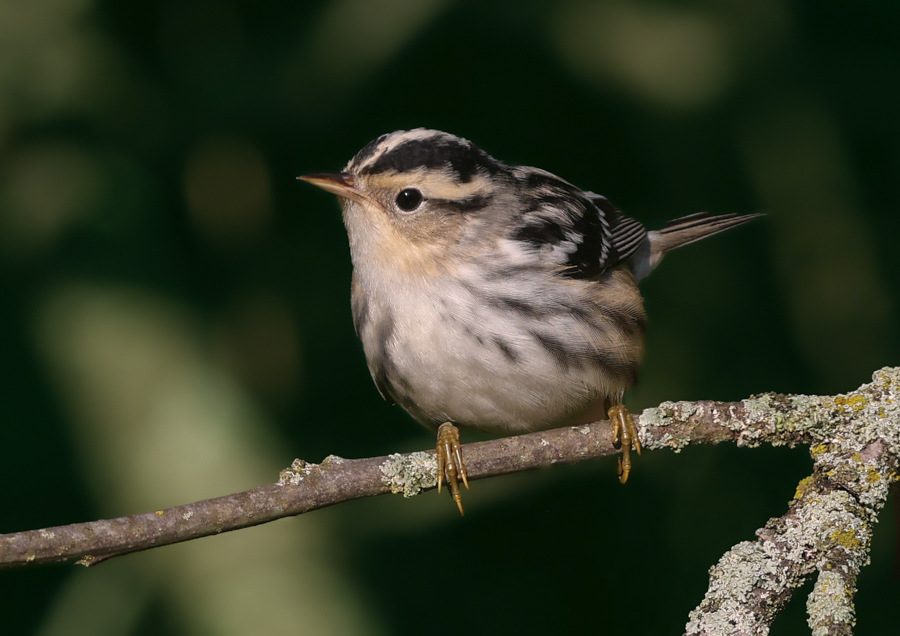 Black and White Warbler (1st fall female)