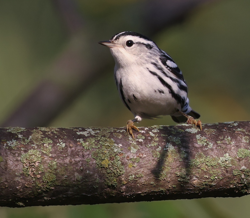 Black and White Warbler