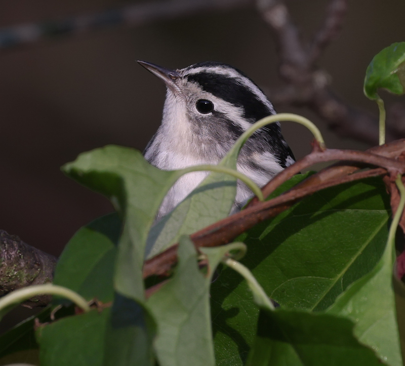 Black and White Warbler
