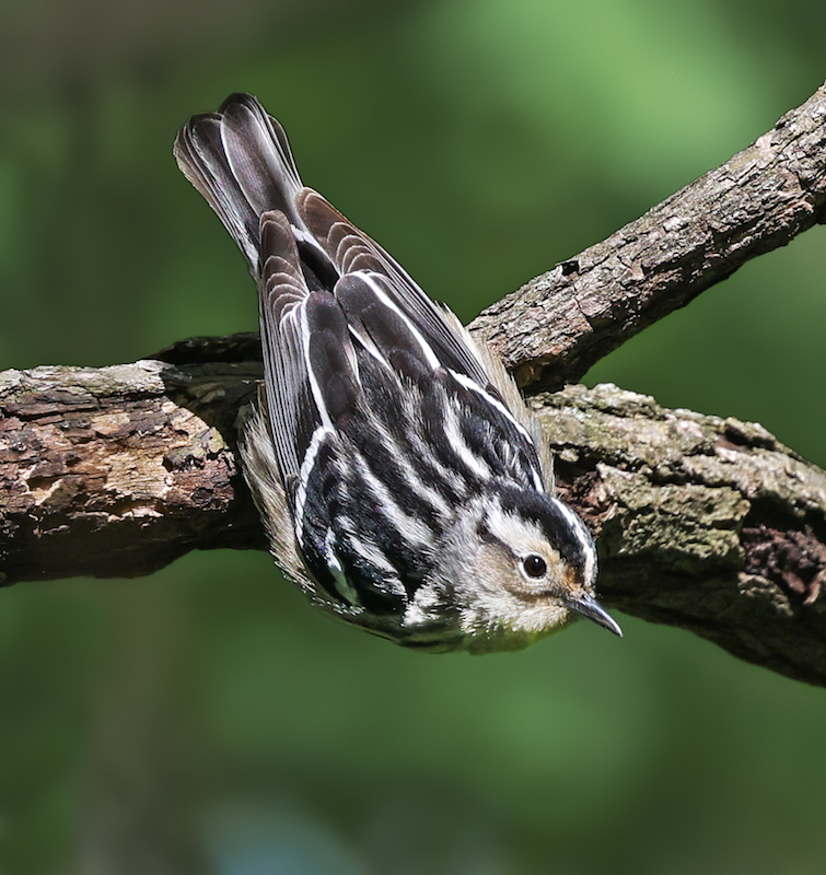 Black and White Warbler (female)