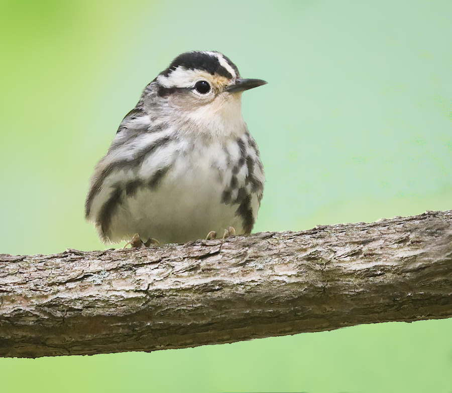Black and White Warbler (female)