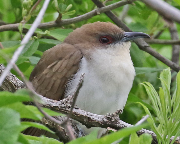 Black-billed Cuckoo