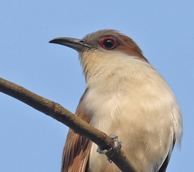 Black-billed Cuckoo