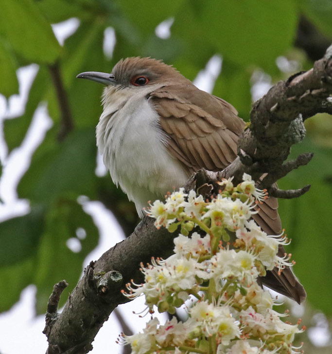 Black-billed Cuckoo
