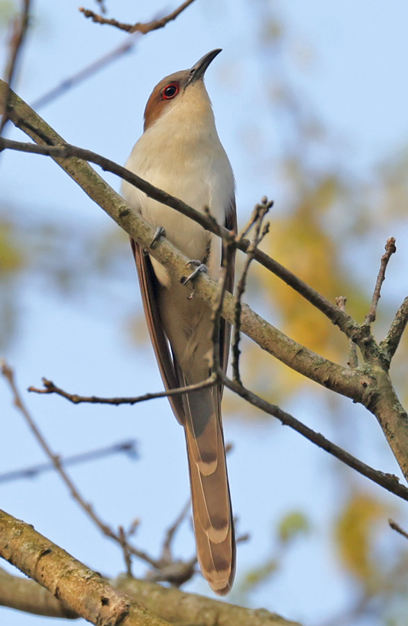 Black-billed Cuckoo