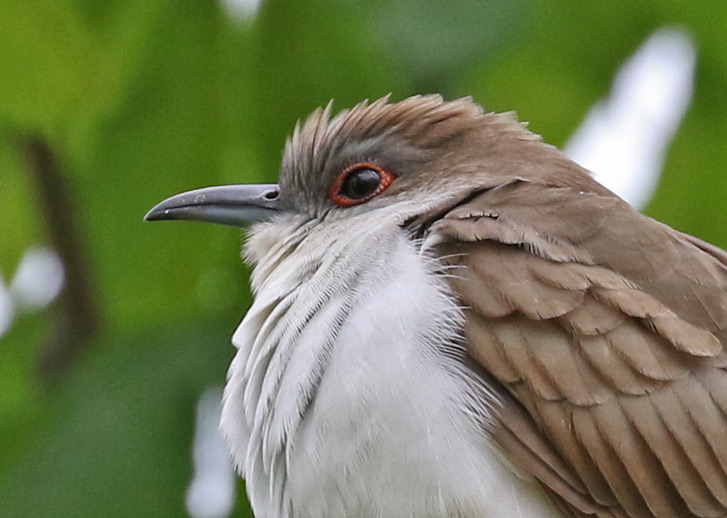 Black-billed Cuckoo