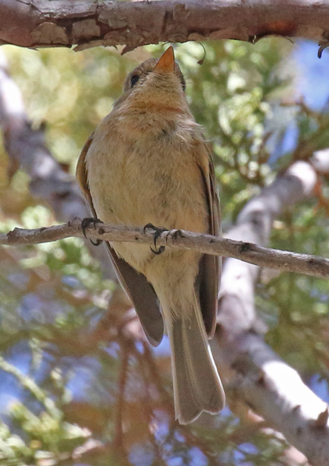 Buff-breasted Flycatcher
