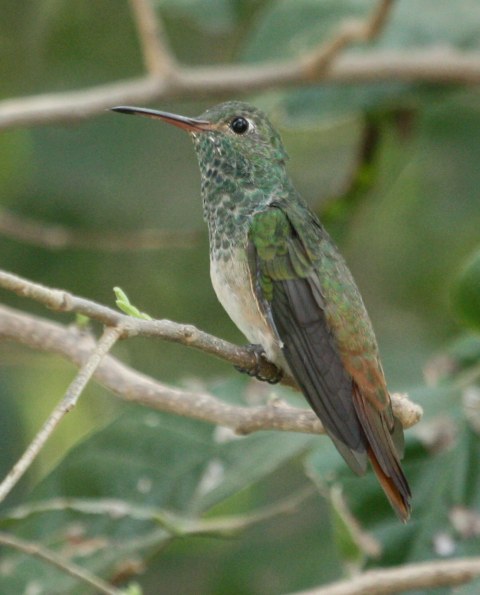 Buff-bellied Hummingbird