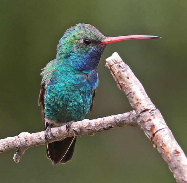 Broad-billed Hummingbird 