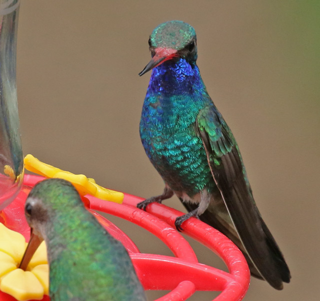 Broad-billed Hummingbird 