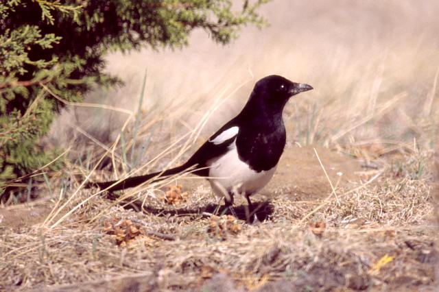 Black-billed Magpie
