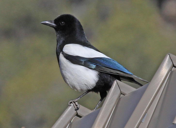 Black-billed Magpie