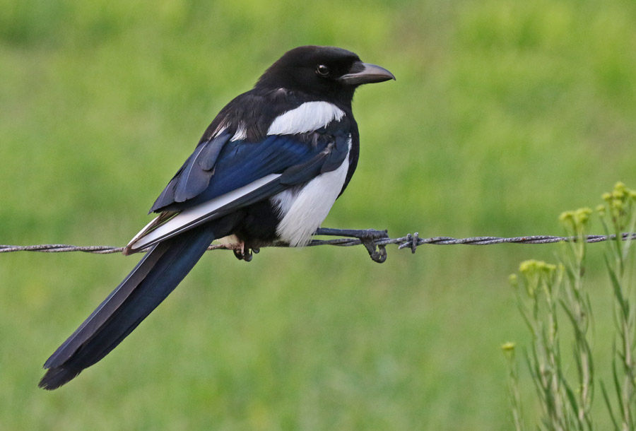 Black-billed Magpie