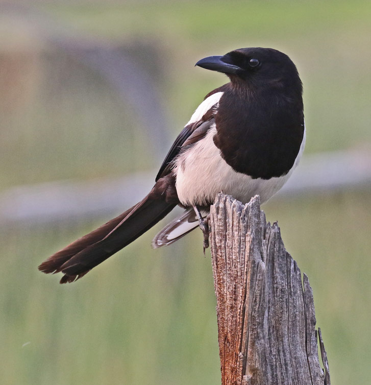 Black-billed Magpie