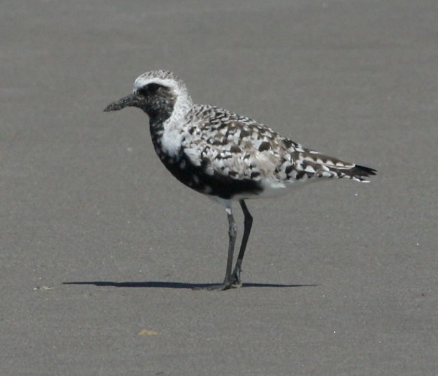 Black-bellied Plover photo #1