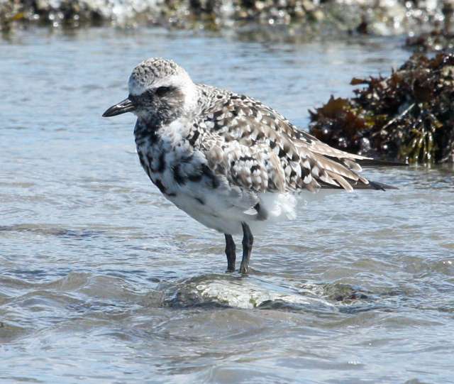 Black-bellied Plover photo #2