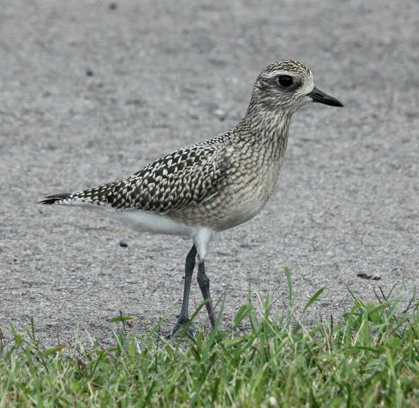 Black-bellied Plover (fresh juvenile) photo #1