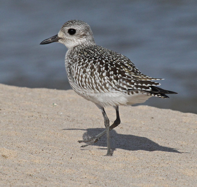 Black-bellied Plover (juvenile)