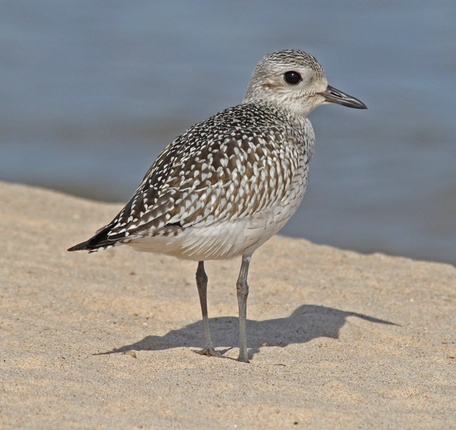 Black-bellied Plover (juvenile)