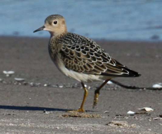 Buff-breasted Sandpiper