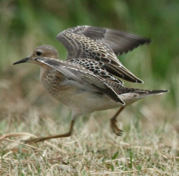 Buff-breasted Sandpiper