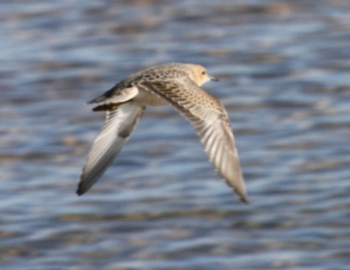 Buff-breasted Sandpiper