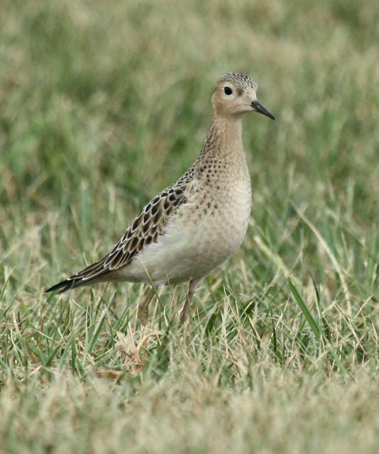 Buff-breasted Sandpiper