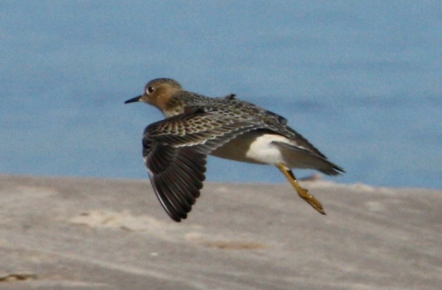 Buff-breasted Sandpiper