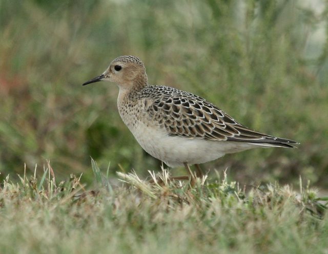 Buff-breasted Sandpiper