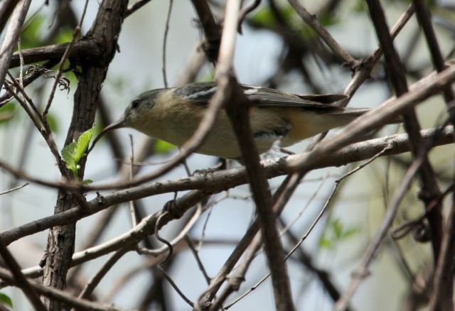 Bay-breasted Warbler