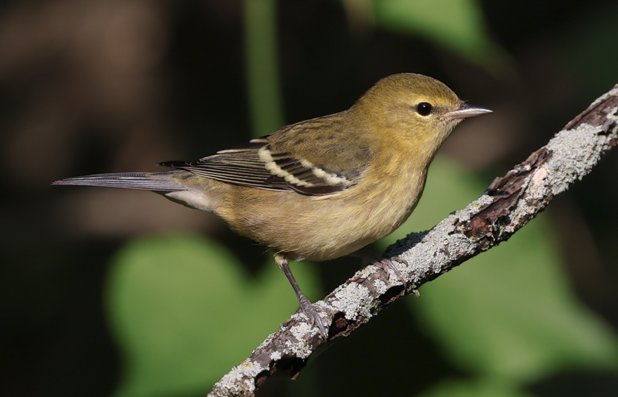 Bay-breasted Warbler (1st fall female)