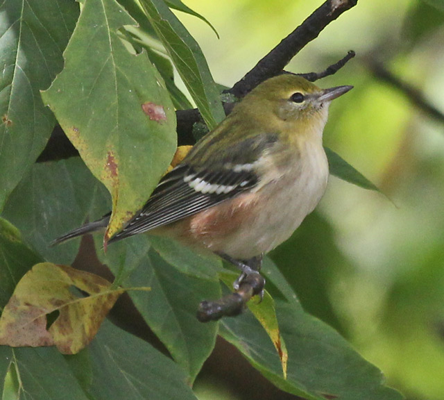 Bay-breasted Warbler