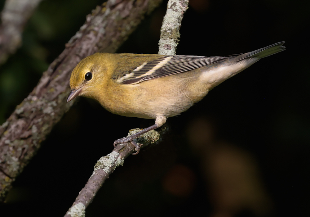 Bay-breasted Warbler (1st fall female)