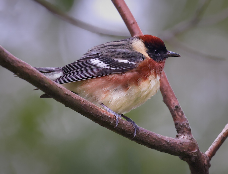 Bay-breasted Warbler